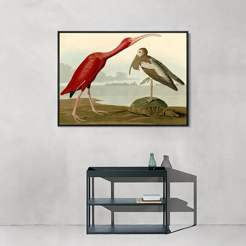 INVIN ART Framed Canvas Giclee Print Scarlet Ibis by John James Audubon Wall Art Living Room Home Office Decorations