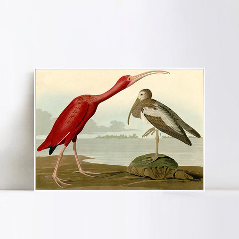 INVIN ART Framed Canvas Giclee Print Scarlet Ibis by John James Audubon Wall Art Living Room Home Office Decorations