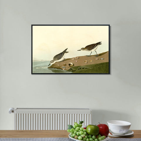 INVIN ART Framed Canvas Giclee Print Series#111 by John James Audubon Wall Art Living Room Home Office Decorations
