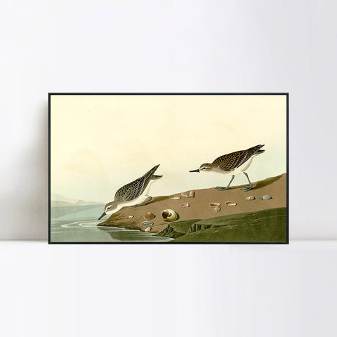 INVIN ART Framed Canvas Giclee Print Series#111 by John James Audubon Wall Art Living Room Home Office Decorations