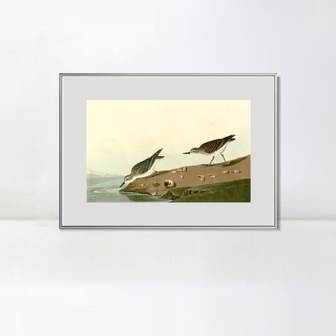 INVIN ART Metal Framed Canvas Giclee Print Series#111 by John James Audubon Wall Art Living Room Home Office Decorations