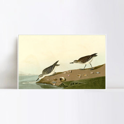INVIN ART Framed Canvas Giclee Print Series#111 by John James Audubon Wall Art Living Room Home Office Decorations