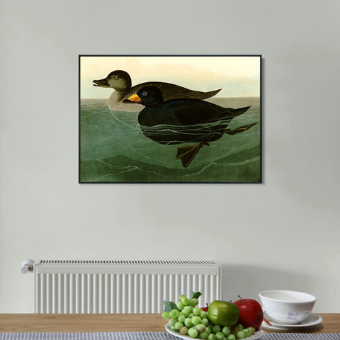 INVIN ART Framed Canvas Giclee Print American Scoter Duck by John James Audubon Wall Art Living Room Home Office Decorations