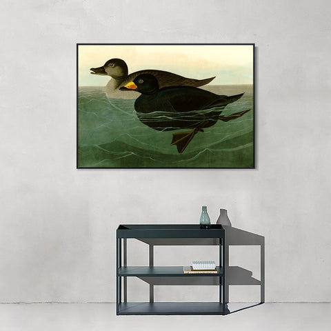 INVIN ART Framed Canvas Giclee Print American Scoter Duck by John James Audubon Wall Art Living Room Home Office Decorations