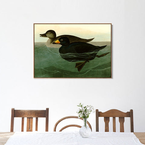 INVIN ART Framed Canvas Giclee Print American Scoter Duck by John James Audubon Wall Art Living Room Home Office Decorations