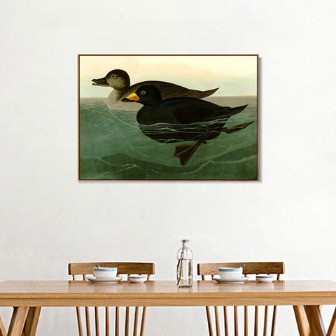 INVIN ART Framed Canvas Giclee Print American Scoter Duck by John James Audubon Wall Art Living Room Home Office Decorations