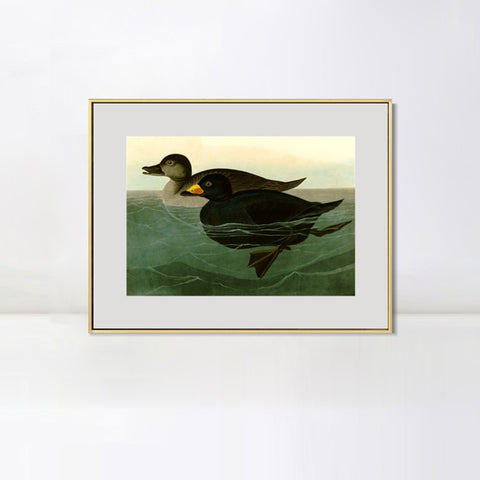 INVIN ART Metal Framed Canvas Giclee Print American Scoter Duck by John James Audubon Wall Art Living Room Home Office Decorations