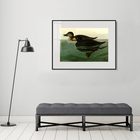INVIN ART Metal Framed Canvas Giclee Print American Scoter Duck by John James Audubon Wall Art Living Room Home Office Decorations