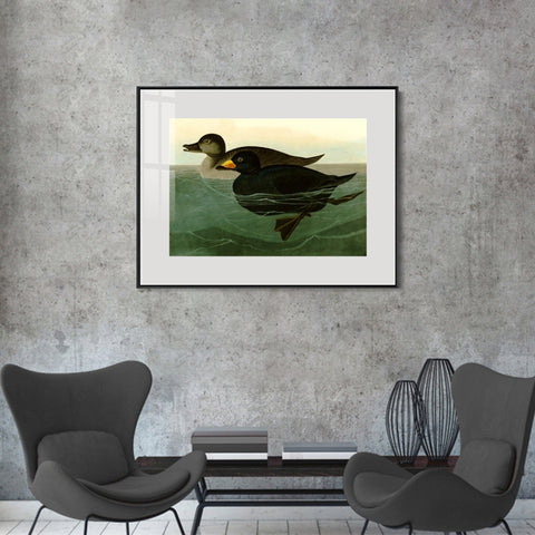 INVIN ART Metal Framed Canvas Giclee Print American Scoter Duck by John James Audubon Wall Art Living Room Home Office Decorations