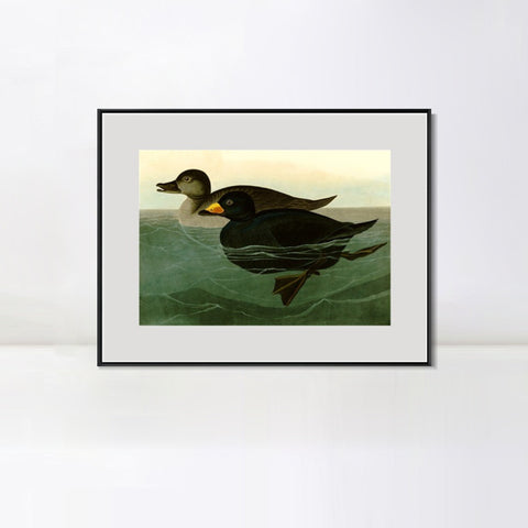 INVIN ART Metal Framed Canvas Giclee Print American Scoter Duck by John James Audubon Wall Art Living Room Home Office Decorations
