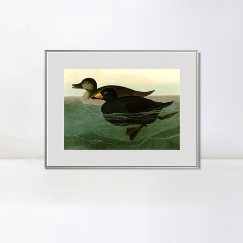 INVIN ART Metal Framed Canvas Giclee Print American Scoter Duck by John James Audubon Wall Art Living Room Home Office Decorations