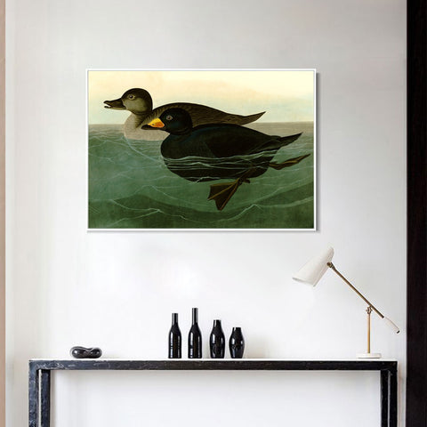 INVIN ART Framed Canvas Giclee Print American Scoter Duck by John James Audubon Wall Art Living Room Home Office Decorations