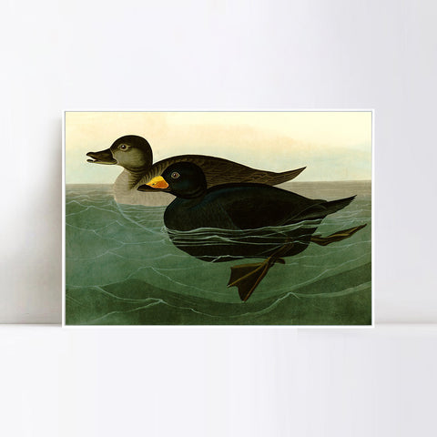 INVIN ART Framed Canvas Giclee Print American Scoter Duck by John James Audubon Wall Art Living Room Home Office Decorations