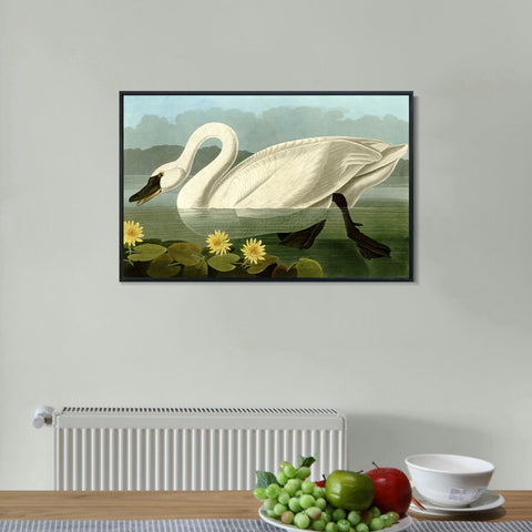 INVIN ART Framed Canvas Giclee Print Common American Swan by John James Audubon Wall Art Living Room Home Office Decorations