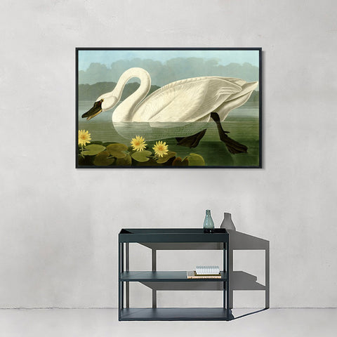 INVIN ART Framed Canvas Giclee Print Common American Swan by John James Audubon Wall Art Living Room Home Office Decorations