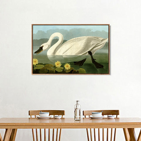 INVIN ART Framed Canvas Giclee Print Common American Swan by John James Audubon Wall Art Living Room Home Office Decorations