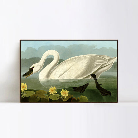 INVIN ART Framed Canvas Giclee Print Common American Swan by John James Audubon Wall Art Living Room Home Office Decorations