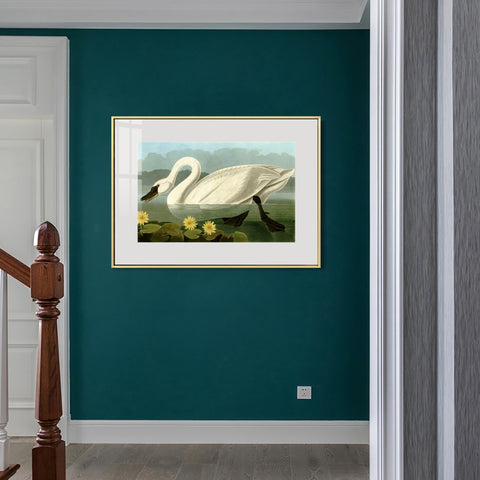INVIN ART Metal Framed Canvas Giclee Print Common American Swan by John James Audubon Wall Art Living Room Home Office Decorations