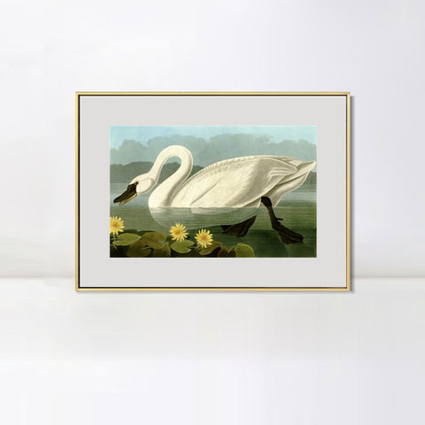 INVIN ART Metal Framed Canvas Giclee Print Common American Swan by John James Audubon Wall Art Living Room Home Office Decorations