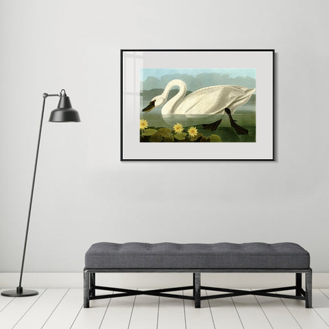 INVIN ART Metal Framed Canvas Giclee Print Common American Swan by John James Audubon Wall Art Living Room Home Office Decorations