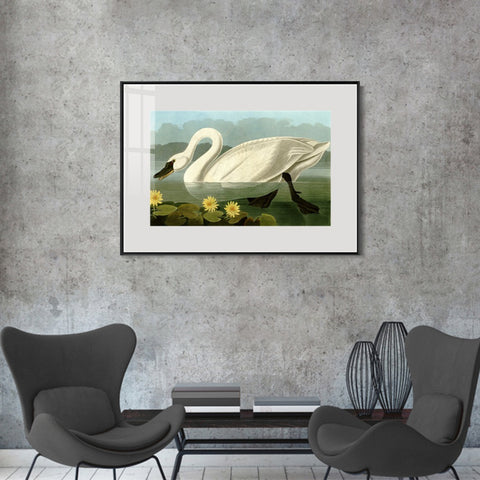 INVIN ART Metal Framed Canvas Giclee Print Common American Swan by John James Audubon Wall Art Living Room Home Office Decorations