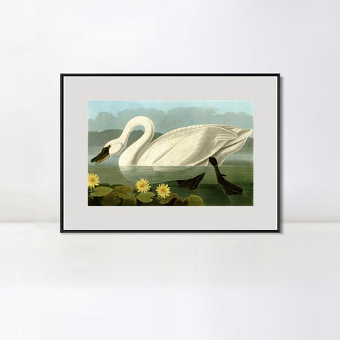 INVIN ART Metal Framed Canvas Giclee Print Common American Swan by John James Audubon Wall Art Living Room Home Office Decorations