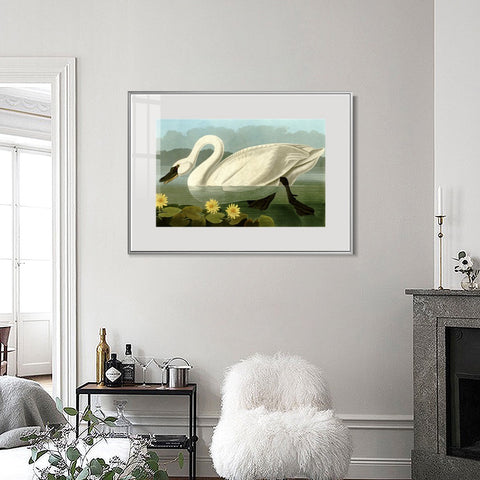 INVIN ART Metal Framed Canvas Giclee Print Common American Swan by John James Audubon Wall Art Living Room Home Office Decorations