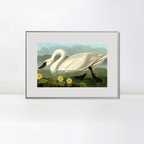 INVIN ART Metal Framed Canvas Giclee Print Common American Swan by John James Audubon Wall Art Living Room Home Office Decorations