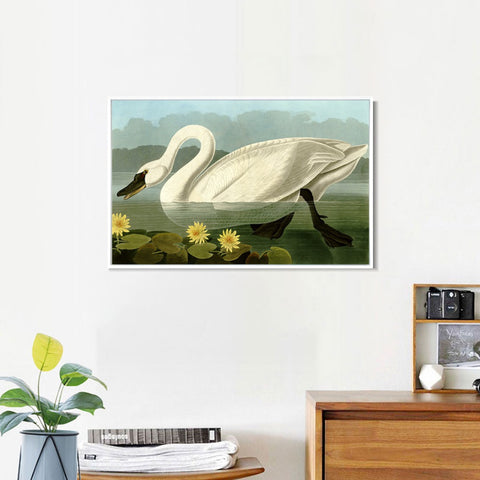 INVIN ART Framed Canvas Giclee Print Common American Swan by John James Audubon Wall Art Living Room Home Office Decorations