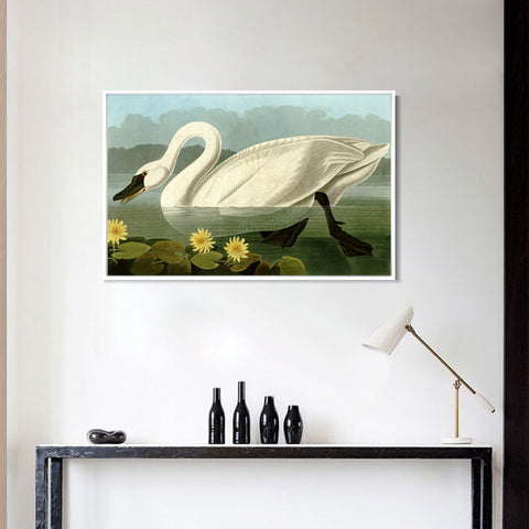 INVIN ART Framed Canvas Giclee Print Common American Swan by John James Audubon Wall Art Living Room Home Office Decorations
