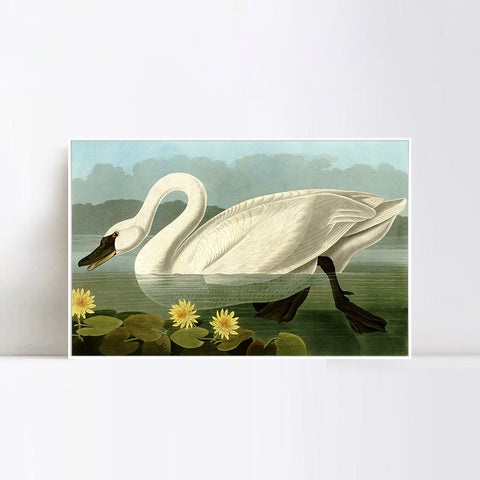 INVIN ART Framed Canvas Giclee Print Common American Swan by John James Audubon Wall Art Living Room Home Office Decorations