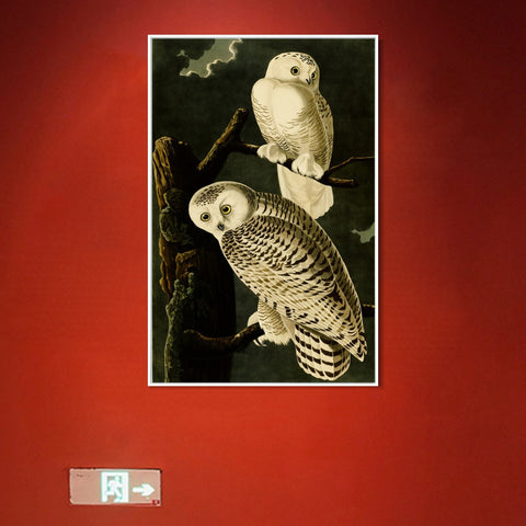 INVIN ART Framed Canvas Giclee Print Snowy Owl by John James Audubon Wall Art Living Room Home Office Decorations