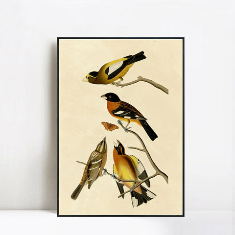 INVIN ART Framed Canvas Giclee Print Series#115 by John James Audubon Wall Art Living Room Home Office Decorations