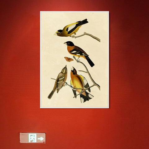 INVIN ART Framed Canvas Giclee Print Series#115 by John James Audubon Wall Art Living Room Home Office Decorations