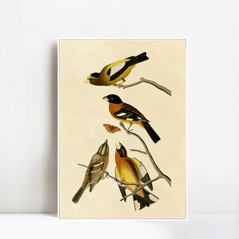 INVIN ART Framed Canvas Giclee Print Series#115 by John James Audubon Wall Art Living Room Home Office Decorations