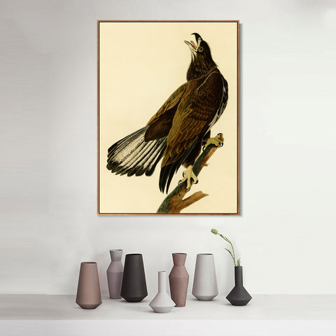 INVIN ART Framed Canvas Giclee Print White headed Eagle by John James Audubon Wall Art Living Room Home Office Decorations
