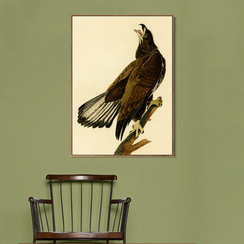 INVIN ART Framed Canvas Giclee Print White headed Eagle by John James Audubon Wall Art Living Room Home Office Decorations