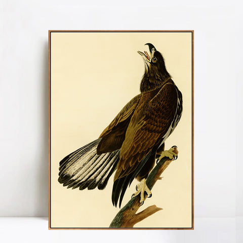 INVIN ART Framed Canvas Giclee Print White headed Eagle by John James Audubon Wall Art Living Room Home Office Decorations