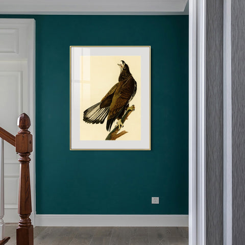 INVIN ART Metal Framed Canvas Giclee Print White headed Eagle by John James Audubon Wall Art Living Room Home Office Decorations