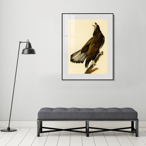 INVIN ART Metal Framed Canvas Giclee Print White headed Eagle by John James Audubon Wall Art Living Room Home Office Decorations