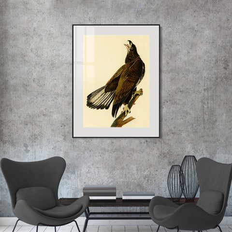 INVIN ART Metal Framed Canvas Giclee Print White headed Eagle by John James Audubon Wall Art Living Room Home Office Decorations