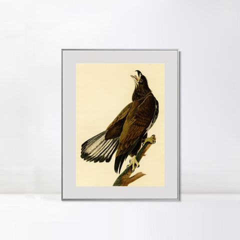 INVIN ART Metal Framed Canvas Giclee Print White headed Eagle by John James Audubon Wall Art Living Room Home Office Decorations