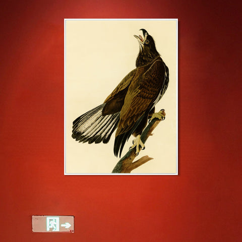 INVIN ART Framed Canvas Giclee Print White headed Eagle by John James Audubon Wall Art Living Room Home Office Decorations