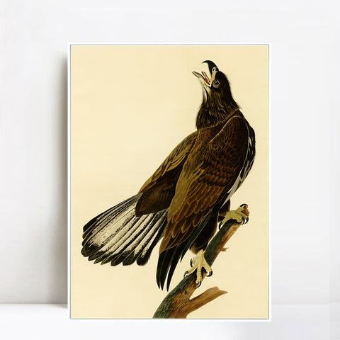 INVIN ART Framed Canvas Giclee Print White headed Eagle by John James Audubon Wall Art Living Room Home Office Decorations