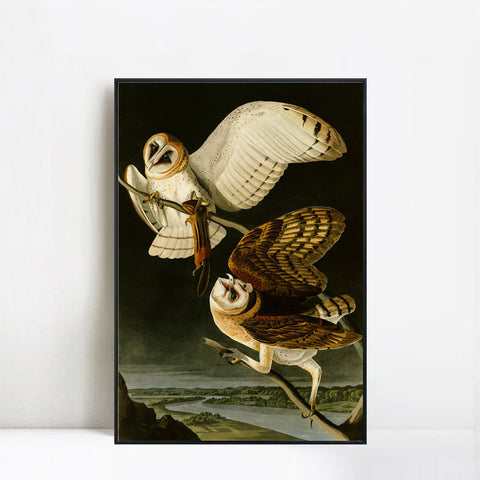 INVIN ART Framed Canvas Giclee Print Barn Owl by John James Audubon Wall Art Living Room Home Office Decorations