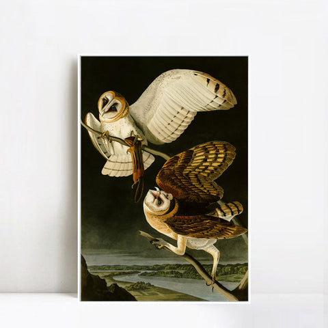 INVIN ART Framed Canvas Giclee Print Barn Owl by John James Audubon Wall Art Living Room Home Office Decorations