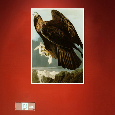 INVIN ART Framed Canvas Giclee Print Series#118 by John James Audubon Wall Art Living Room Home Office Decorations