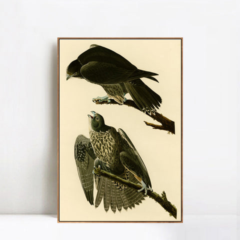 INVIN ART Framed Canvas Giclee Print Series#119 by John James Audubon Wall Art Living Room Home Office Decorations