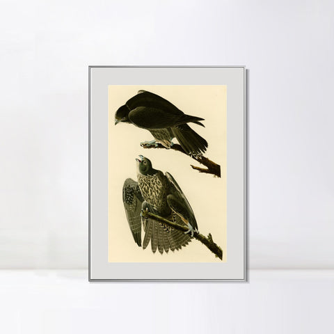 INVIN ART Metal Framed Canvas Giclee Print Series#119 by John James Audubon Wall Art Living Room Home Office Decorations