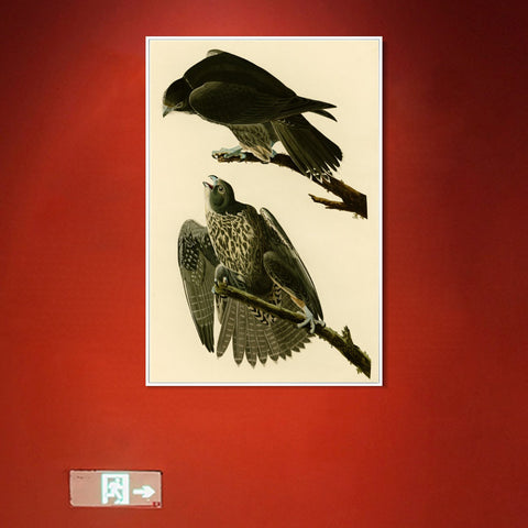 INVIN ART Framed Canvas Giclee Print Series#119 by John James Audubon Wall Art Living Room Home Office Decorations